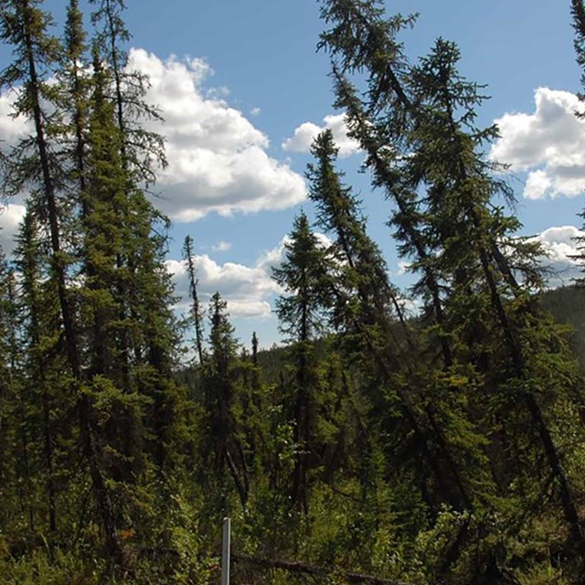 Tall, scraggly spruce trees at growing partly tipped over - drunken trees.